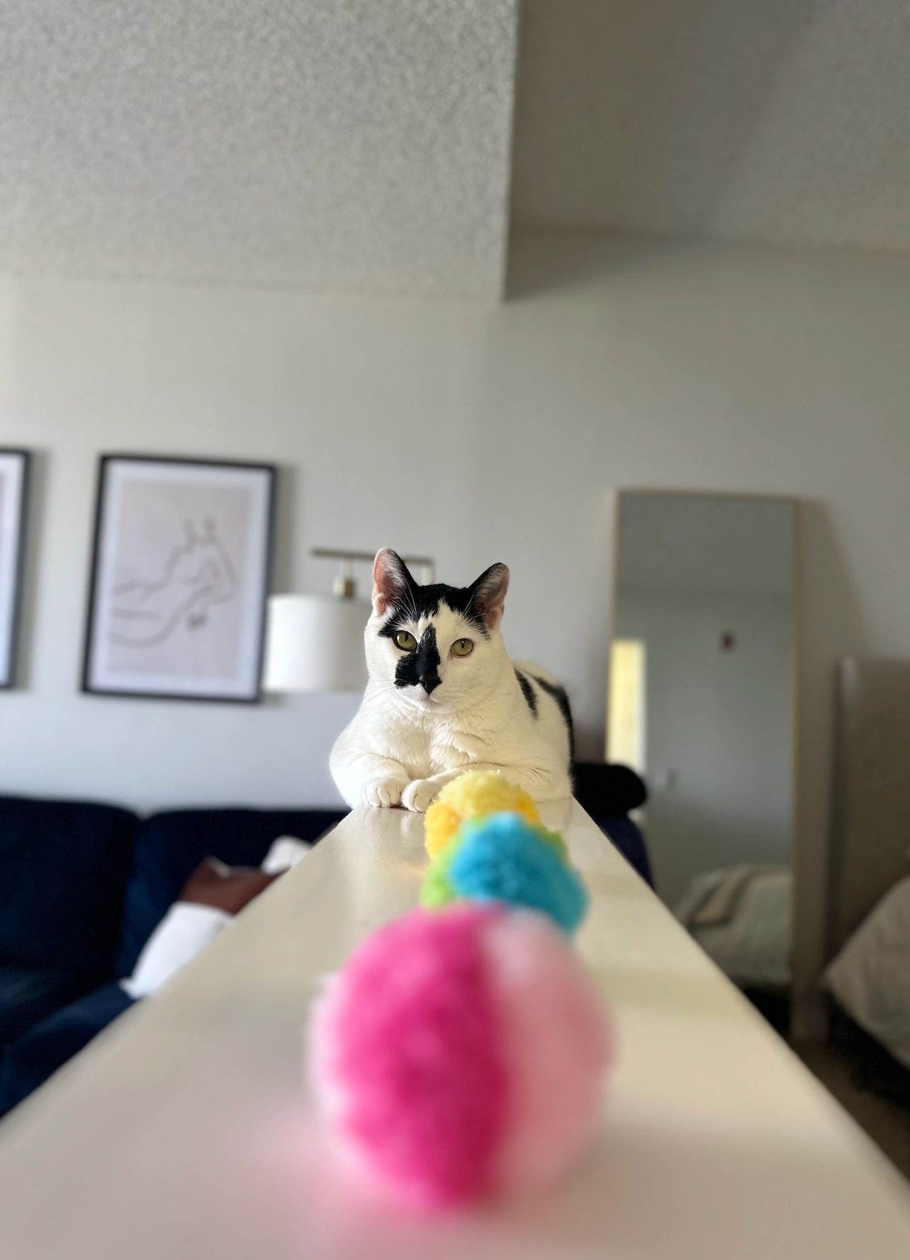 Insured & Bonded Pet Sitter The Pawfect Company